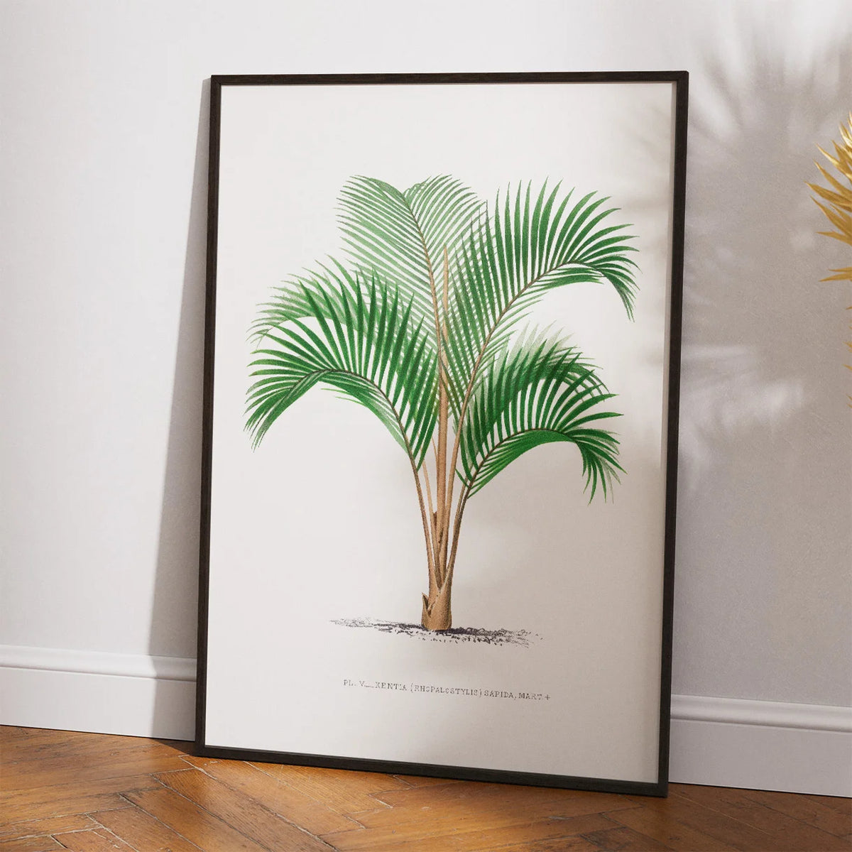 Palmer - Botanisk illustration fra 1878 – billede 2