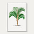 Palmer - Botanisk illustration fra 1878 – billede 1