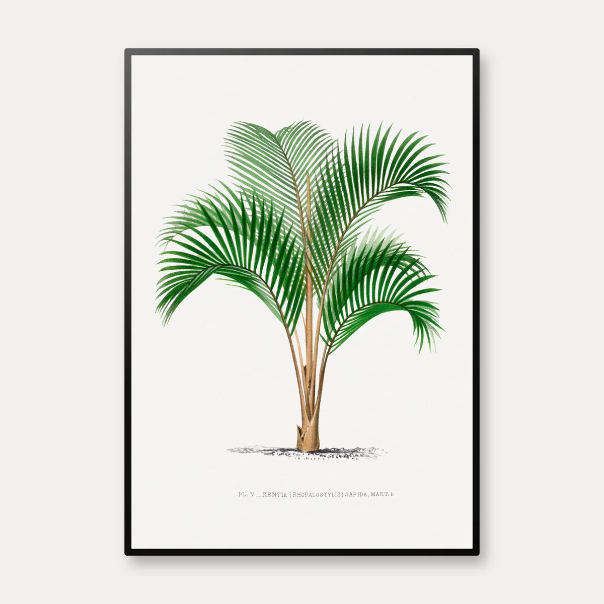 Palmer - Botanisk illustration fra 1878 – billede 1
