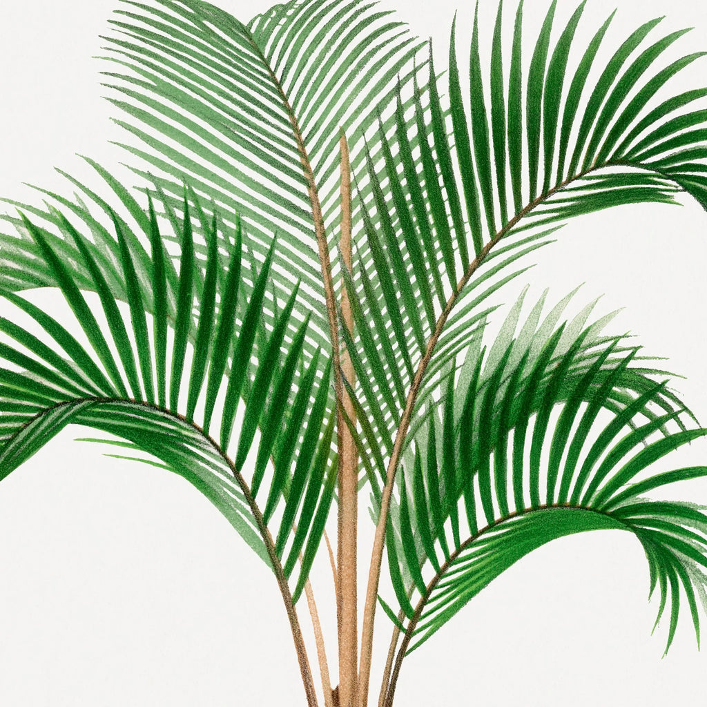 Palmer - Botanisk illustration fra 1878 – billede 4