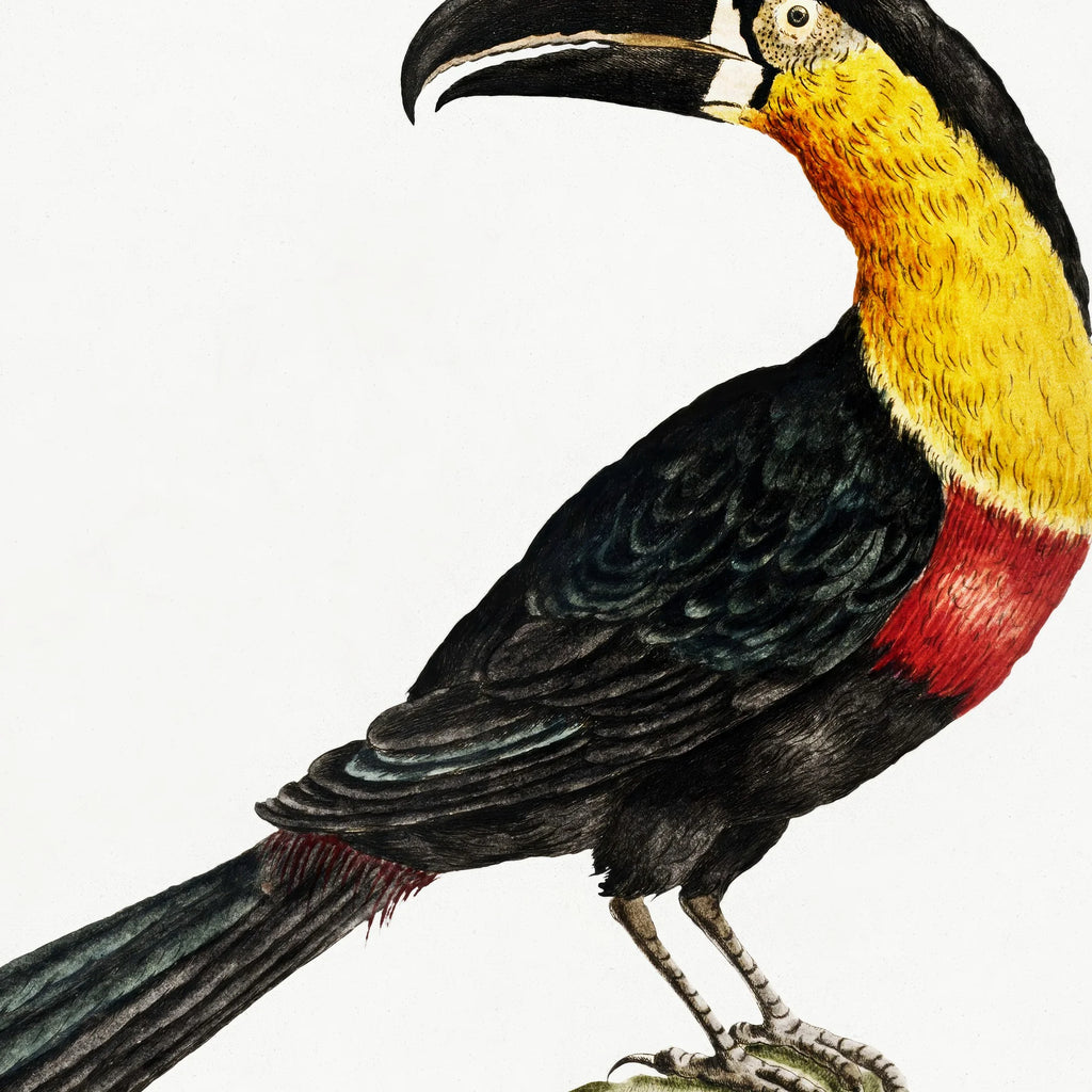 Tukan - Fugleillustration af Saverio Manetti fra 1760 – billede 4