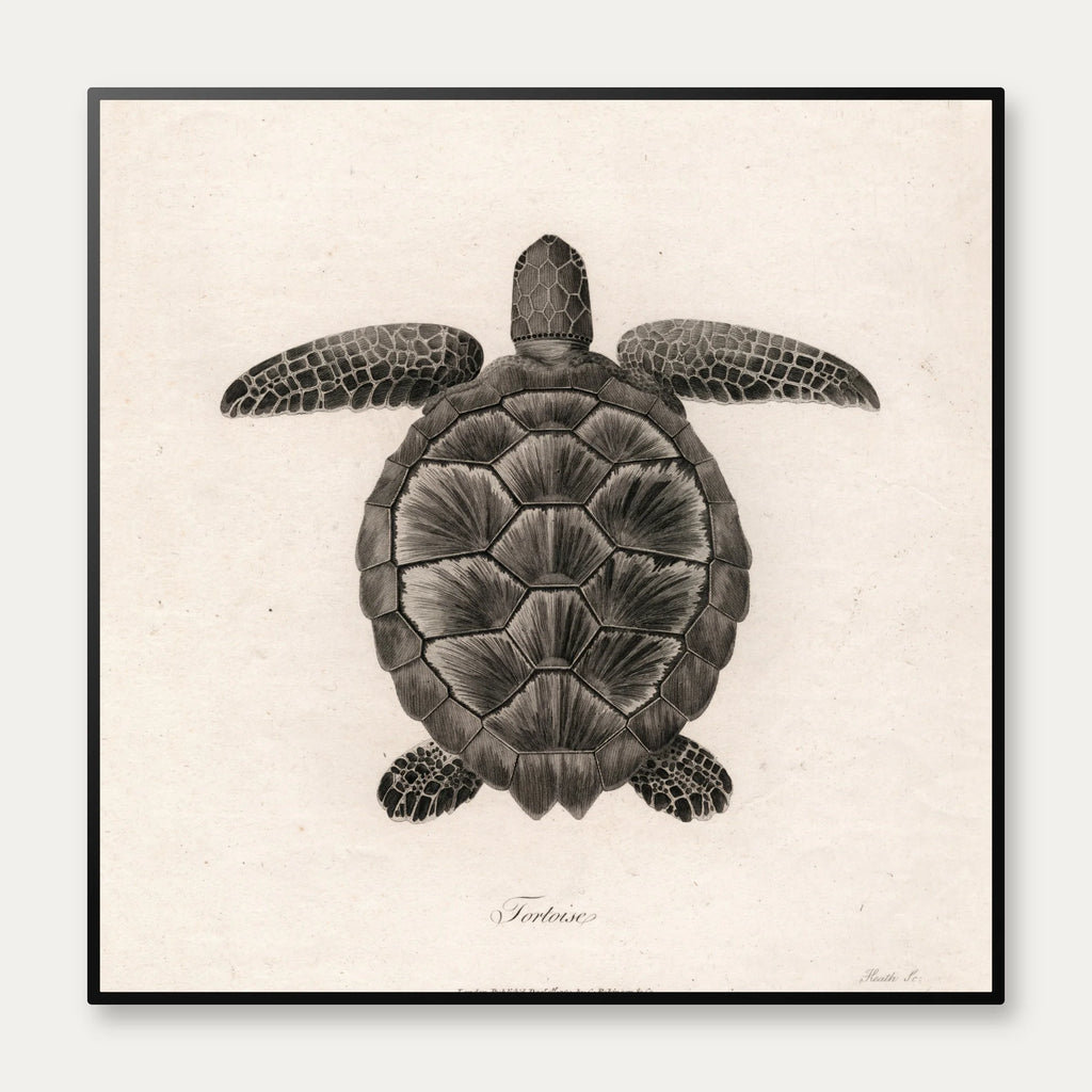 Skildpadde - Naturillustration – billede 1