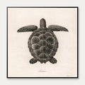 Skildpadde - Naturillustration – billede 1
