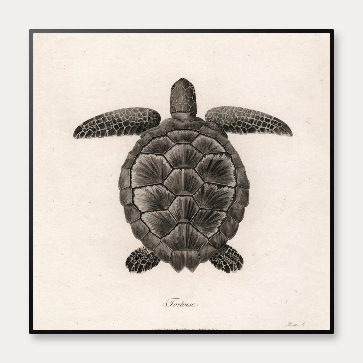 Skildpadde - Naturillustration – billede 1