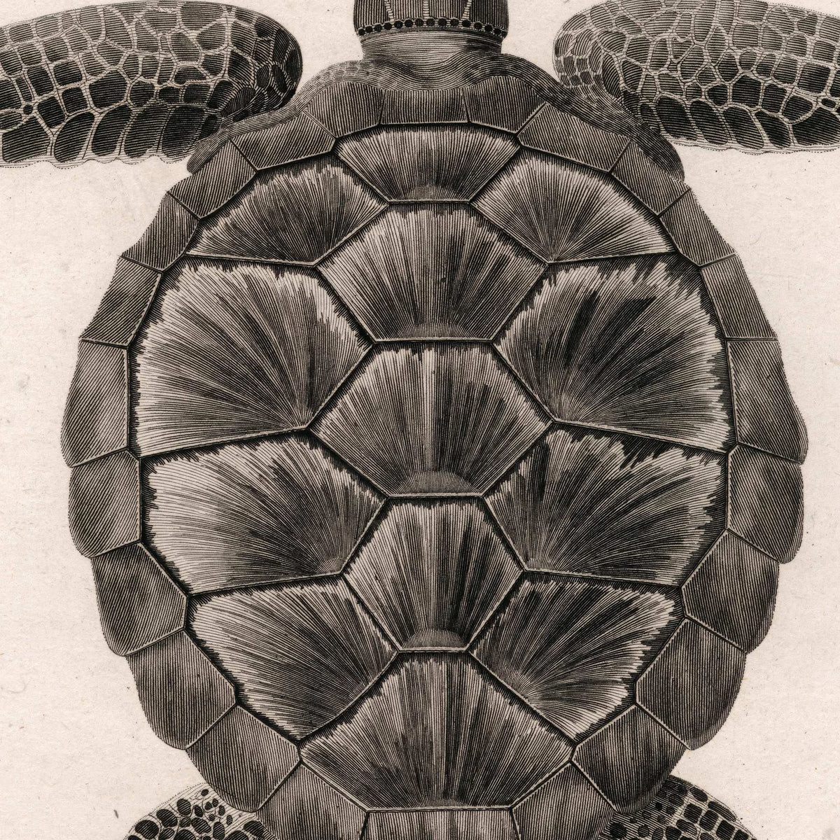 Skildpadde - Naturillustration – billede 4