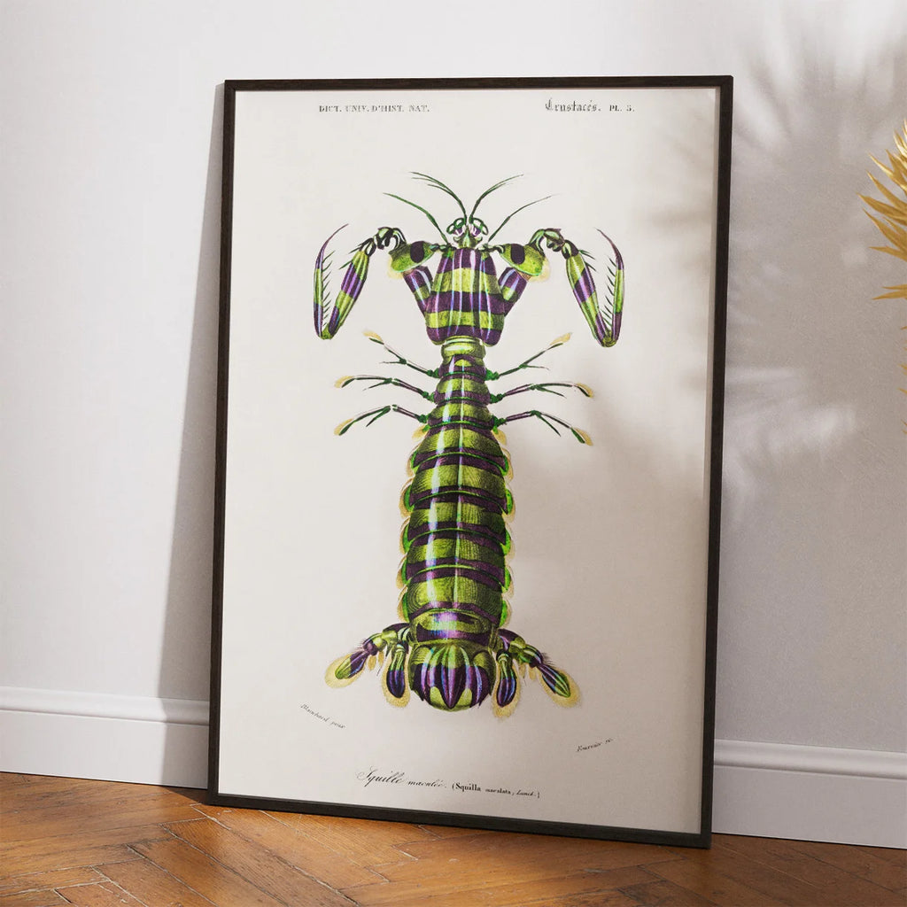 Knælerreje - Naturillustration fra 1892 – billede 2
