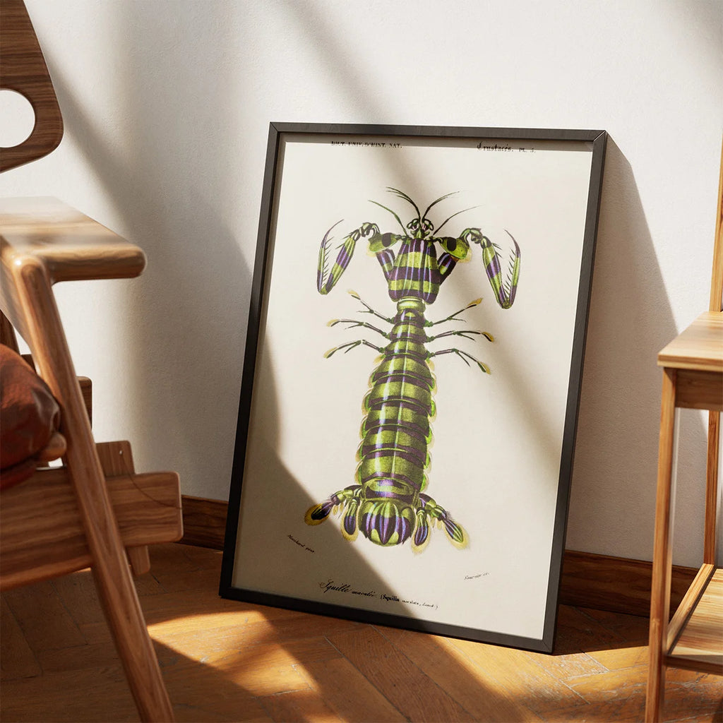Knælerreje - Naturillustration fra 1892 – billede 3