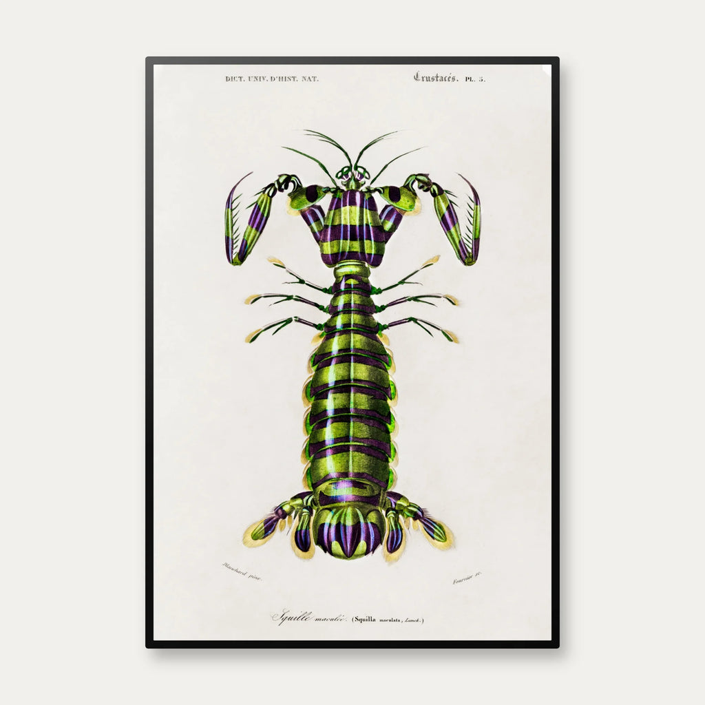 Knælerreje - Naturillustration fra 1892 – billede 1