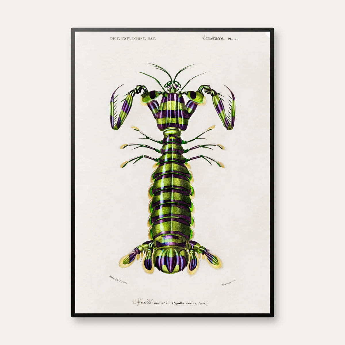 Knælerreje - Naturillustration fra 1892 – billede 1