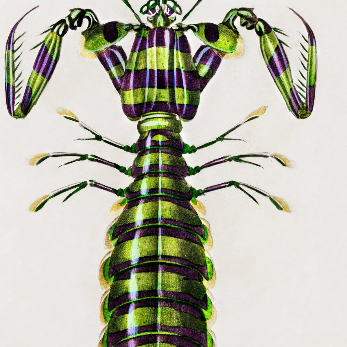 Knælerreje - Naturillustration fra 1892 – billede 4
