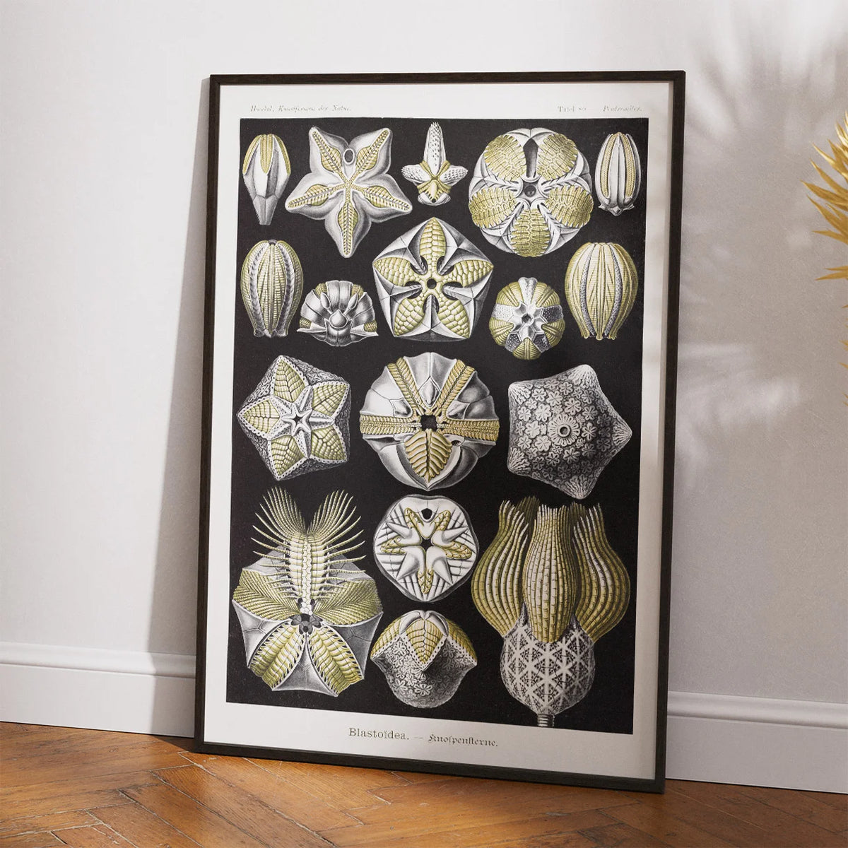 Blastoider - Naturillustration af Ernst Haeckel fra 1904 – billede 2