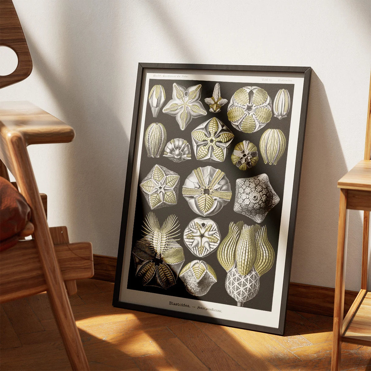 Blastoider - Naturillustration af Ernst Haeckel fra 1904 – billede 3