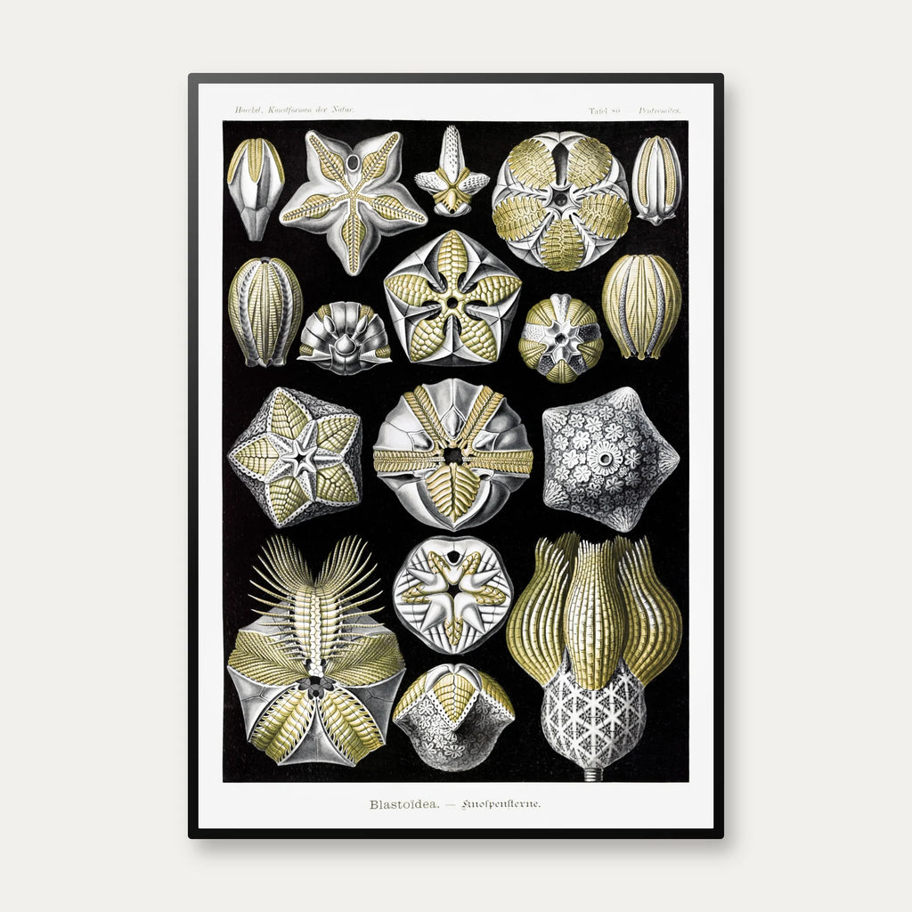 Blastoider - Naturillustration af Ernst Haeckel fra 1904 – billede 1