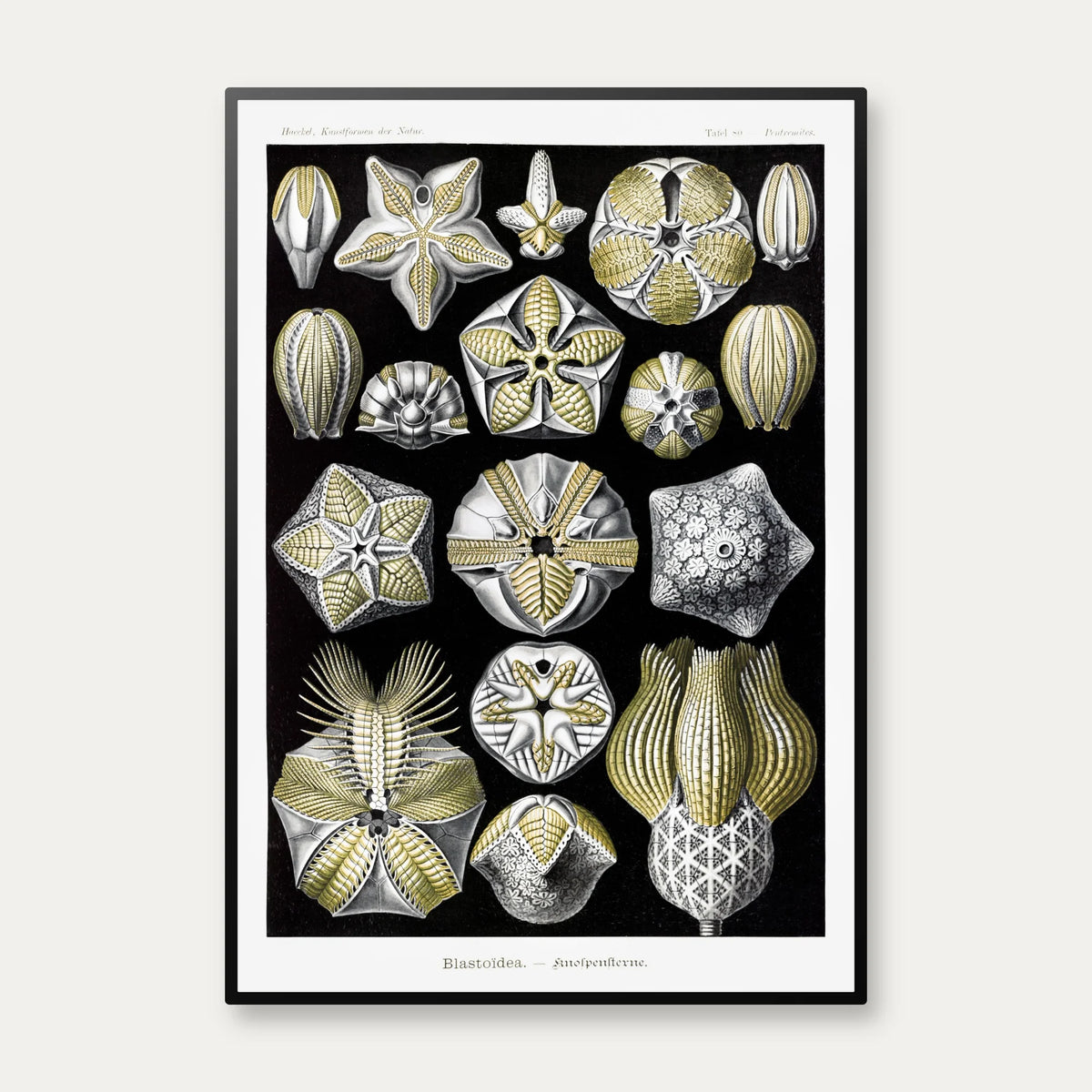 Blastoider - Naturillustration af Ernst Haeckel fra 1904 – billede 1