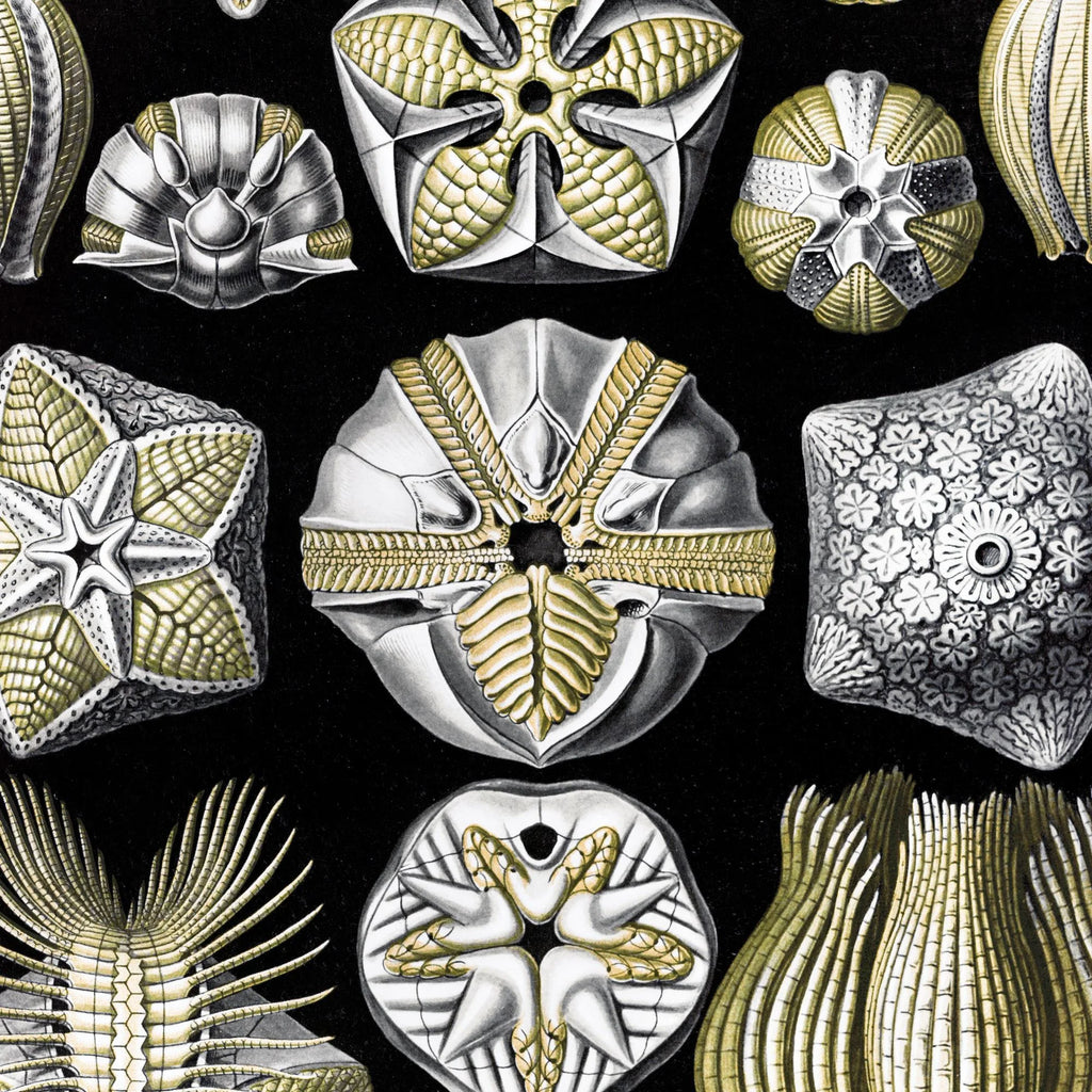 Blastoider - Naturillustration af Ernst Haeckel fra 1904 – billede 4