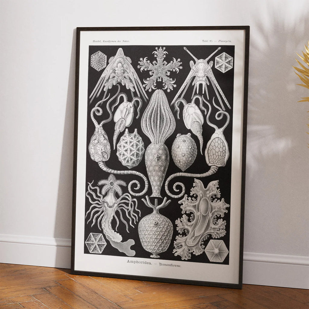 Amphoridea - Naturillustration af Ernst Haeckel fra 1904 – billede 2