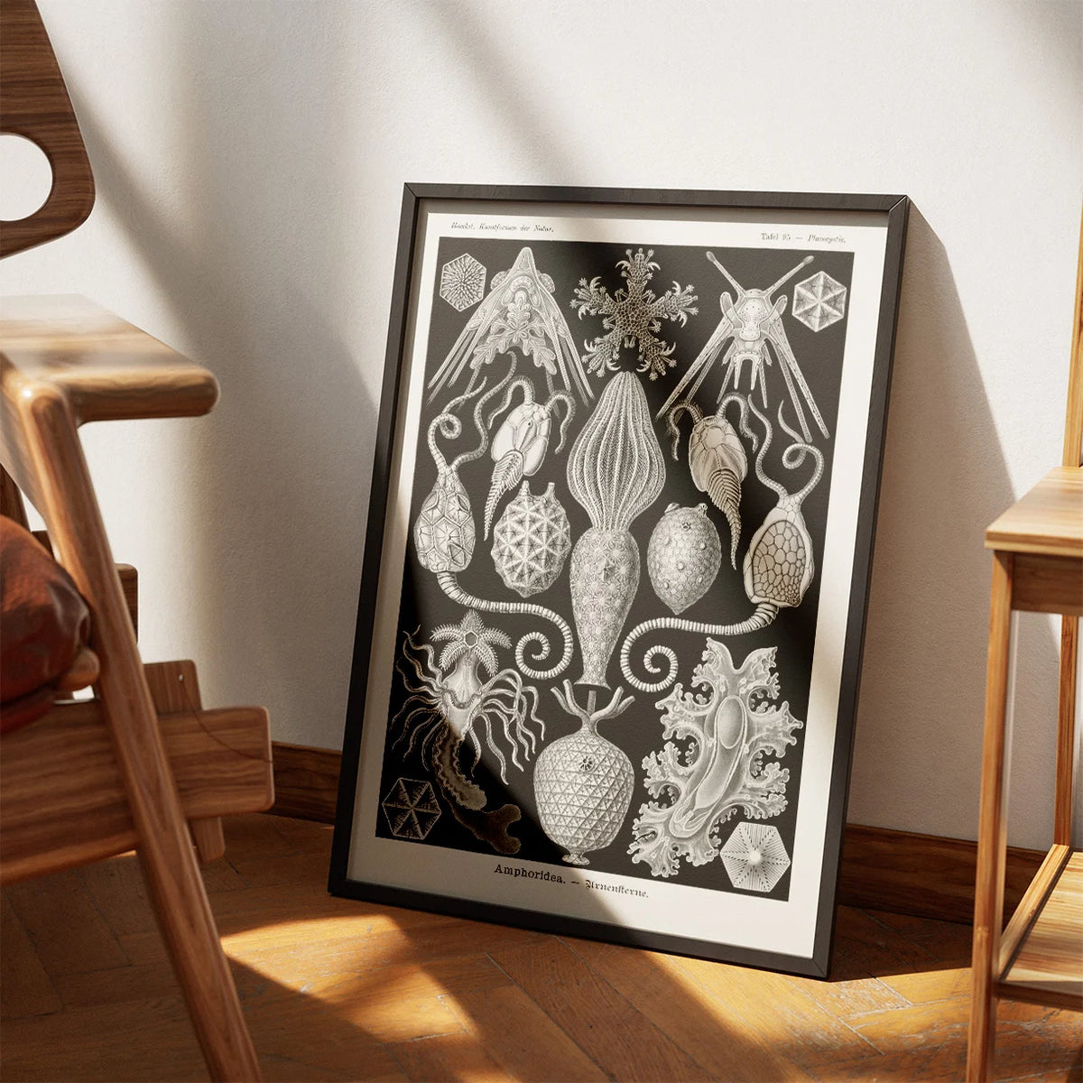 Amphoridea - Naturillustration af Ernst Haeckel fra 1904 – billede 3