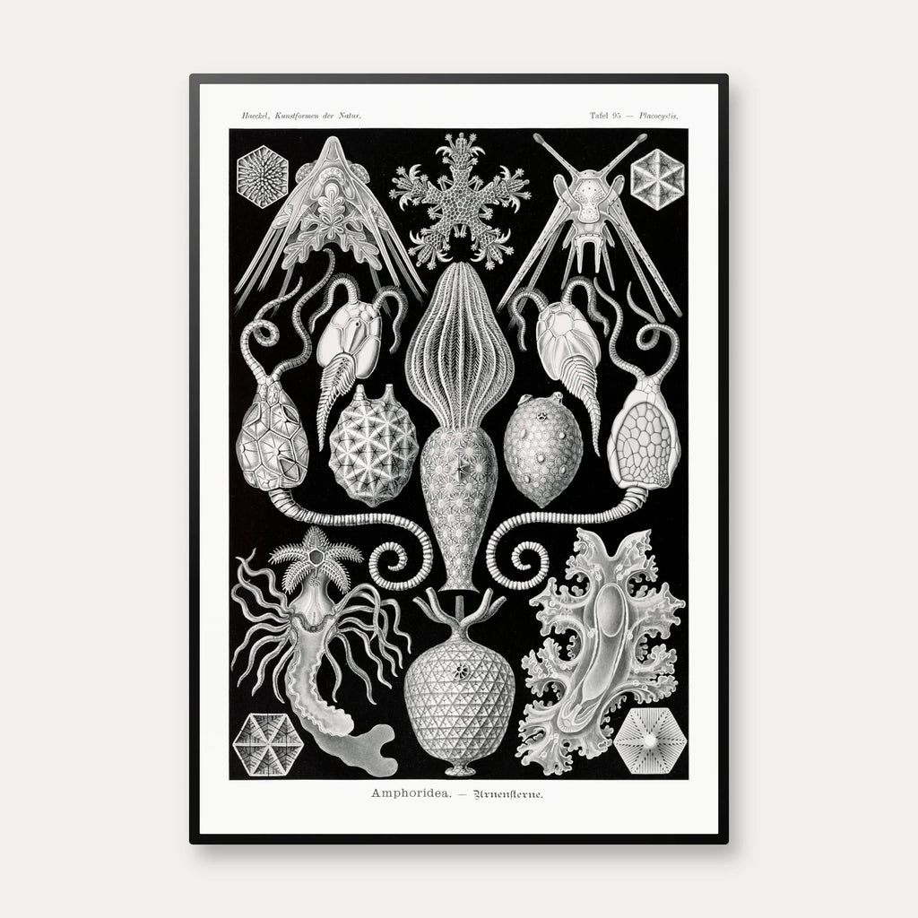 Amphoridea - Naturillustration af Ernst Haeckel fra 1904 – billede 1