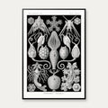 Amphoridea - Naturillustration af Ernst Haeckel fra 1904 – billede 1