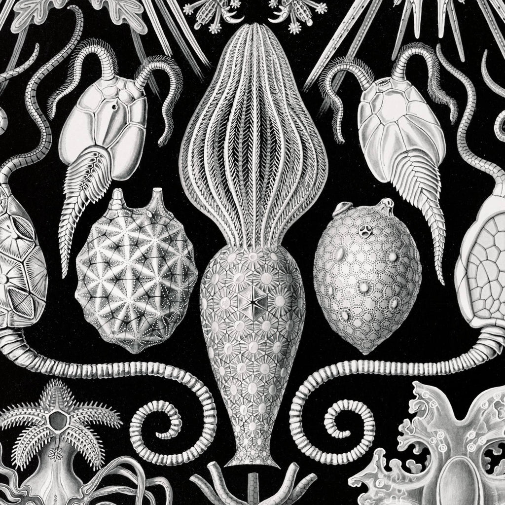 Amphoridea - Naturillustration af Ernst Haeckel fra 1904 – billede 4