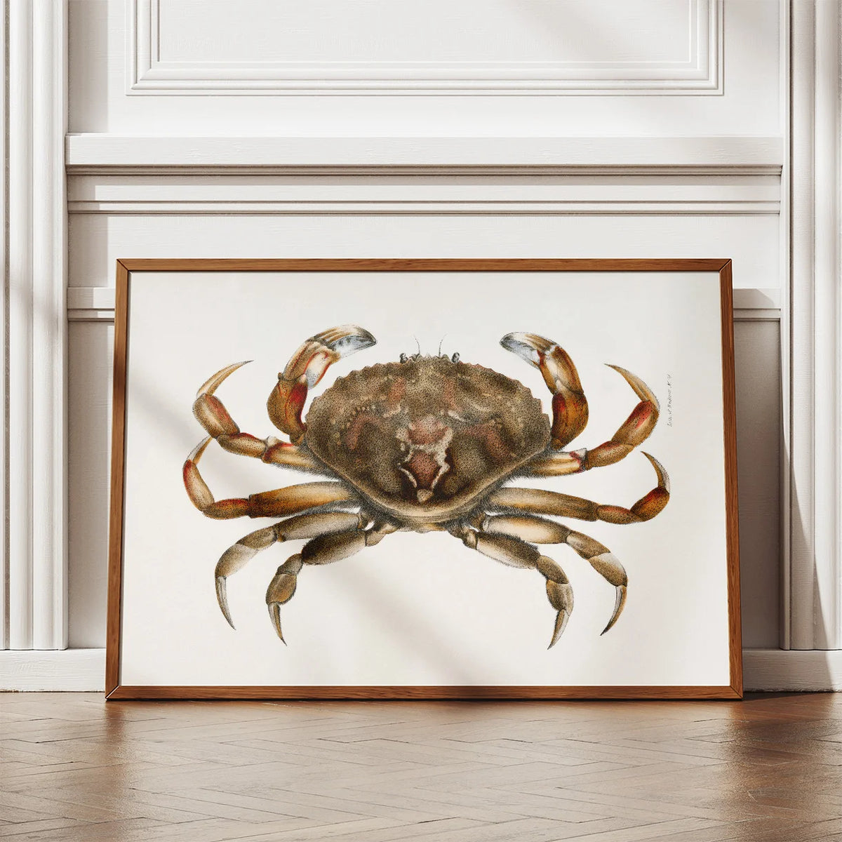 Klippekrabbe - Naturillustration fra 1844 – billede 2