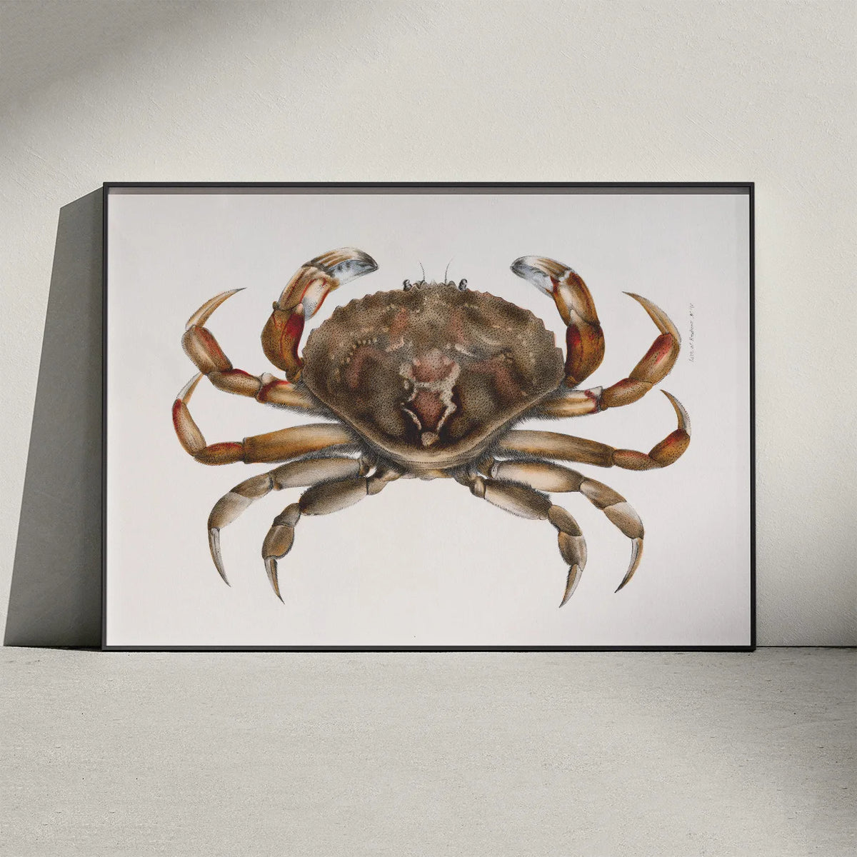 Klippekrabbe - Naturillustration fra 1844 – billede 3