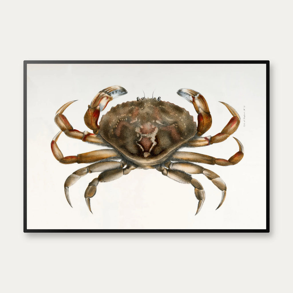 Klippekrabbe - Naturillustration fra 1844 – billede 1