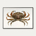 Klippekrabbe - Naturillustration fra 1844 – billede 1