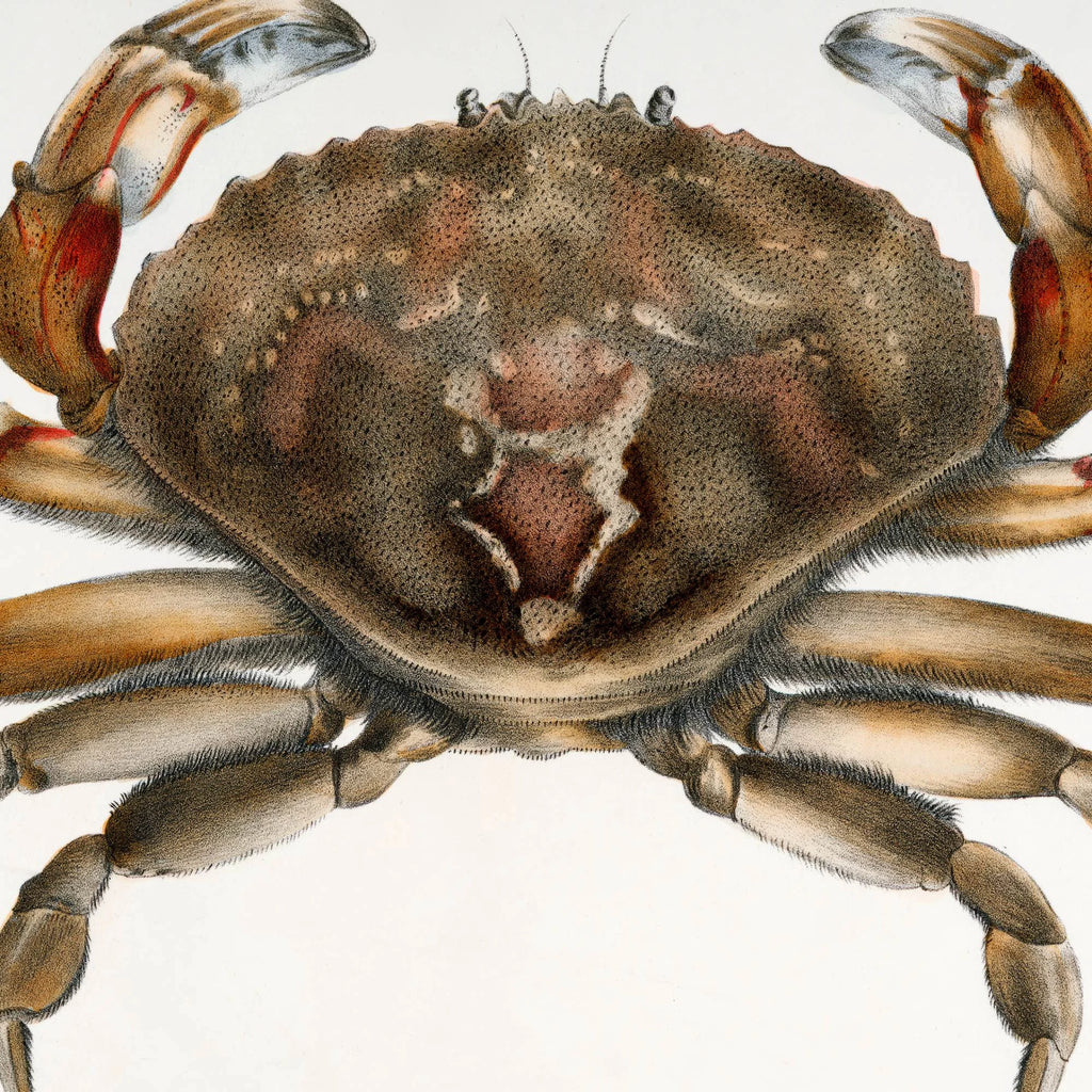 Klippekrabbe - Naturillustration fra 1844 – billede 4