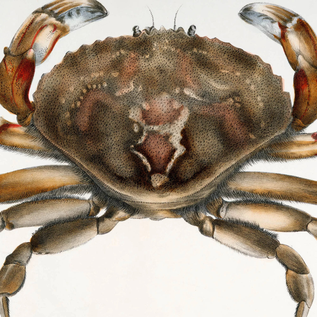 Klippekrabbe - Naturillustration fra 1844 – billede 4
