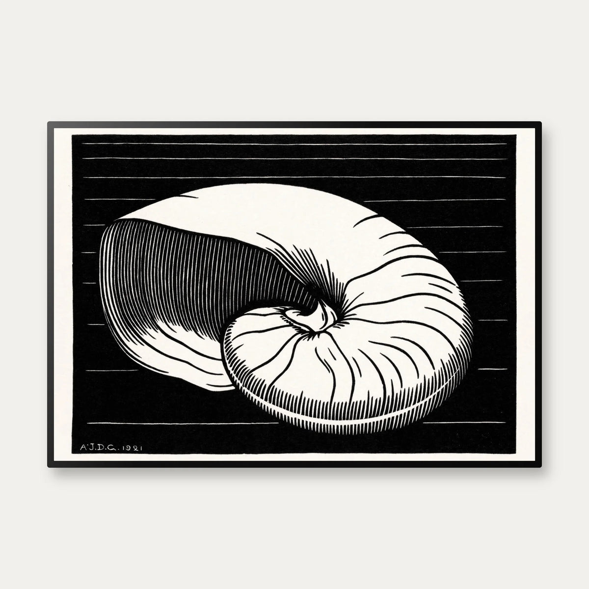 Muslingeskal - Grafik af Julie de Graag fra 1921 – billede 1