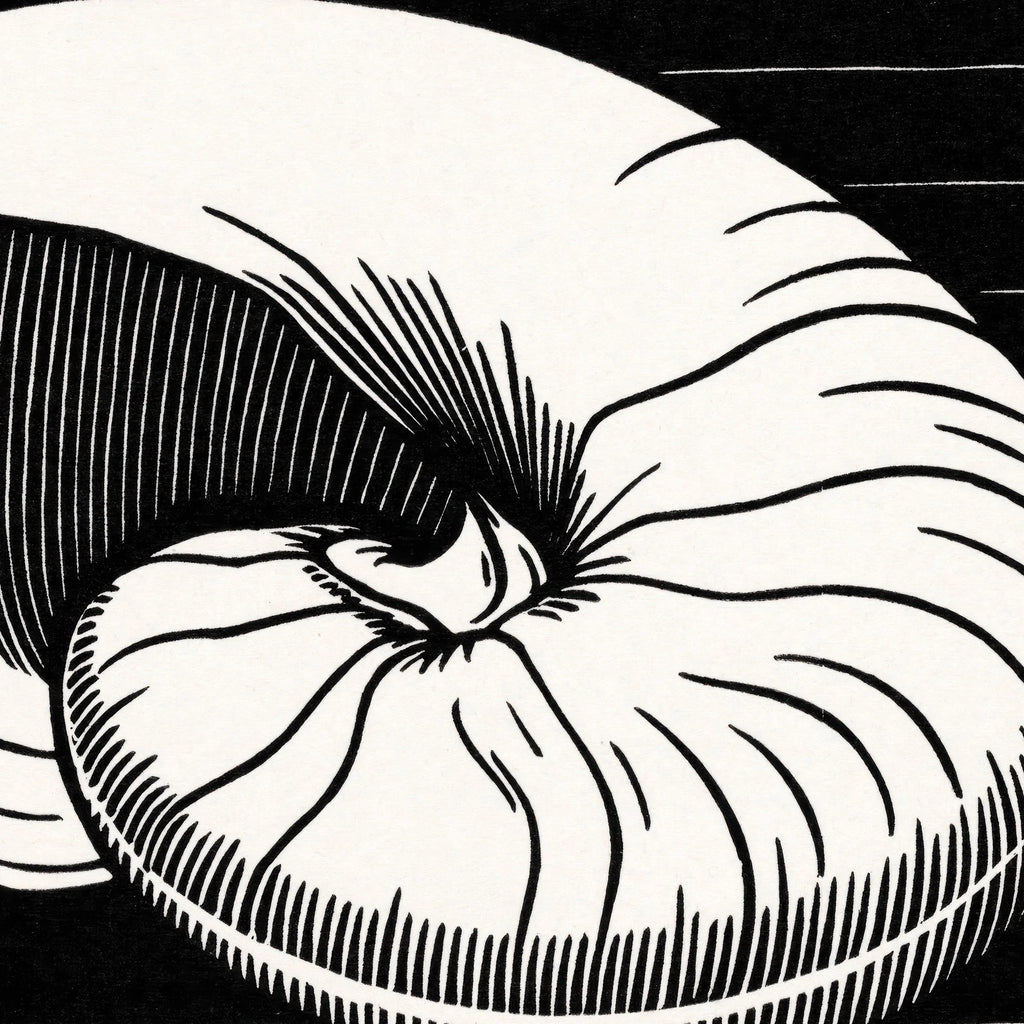 Muslingeskal - Grafik af Julie de Graag fra 1921 – billede 4