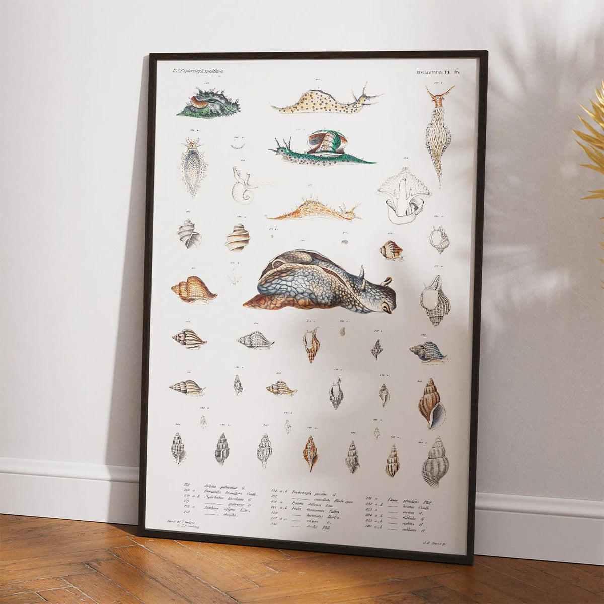Snegle og muslingeskaller - Naturillustration – billede 2