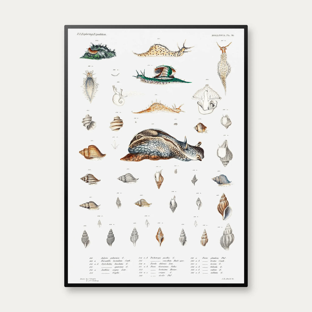 Snegle og muslingeskaller - Naturillustration – billede 1