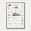 Snegle og muslingeskaller - Naturillustration – billede 1