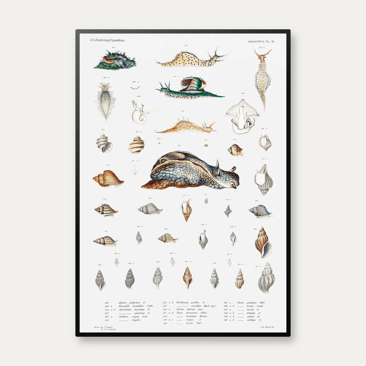Snegle og muslingeskaller - Naturillustration – billede 1