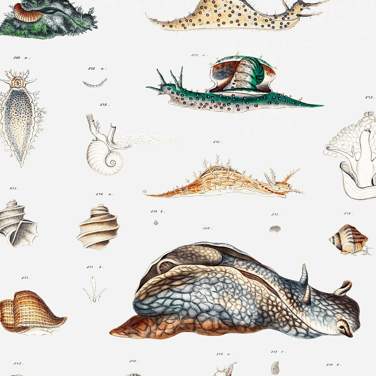 Snegle og muslingeskaller - Naturillustration – billede 4