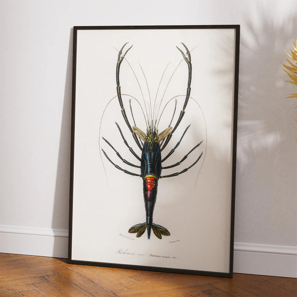 Rød krebs - Naturillustration fra 1892 – billede 2
