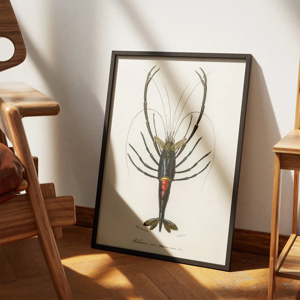 Rød krebs - Naturillustration fra 1892 – billede 3