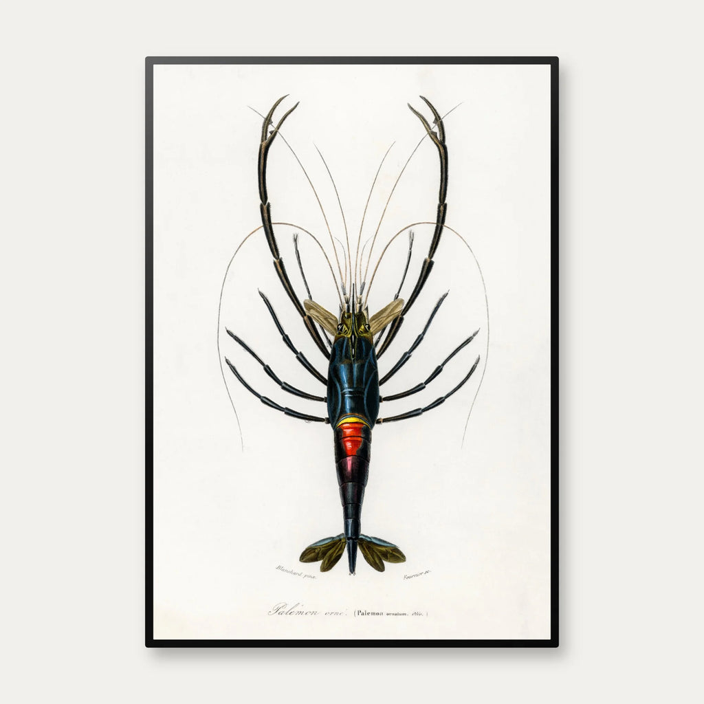 Rød krebs - Naturillustration fra 1892 – billede 1