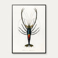 Rød krebs - Naturillustration fra 1892 – billede 1
