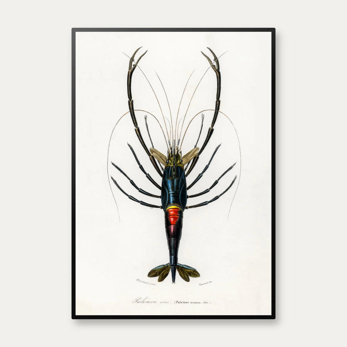 Rød krebs - Naturillustration fra 1892 – billede 1