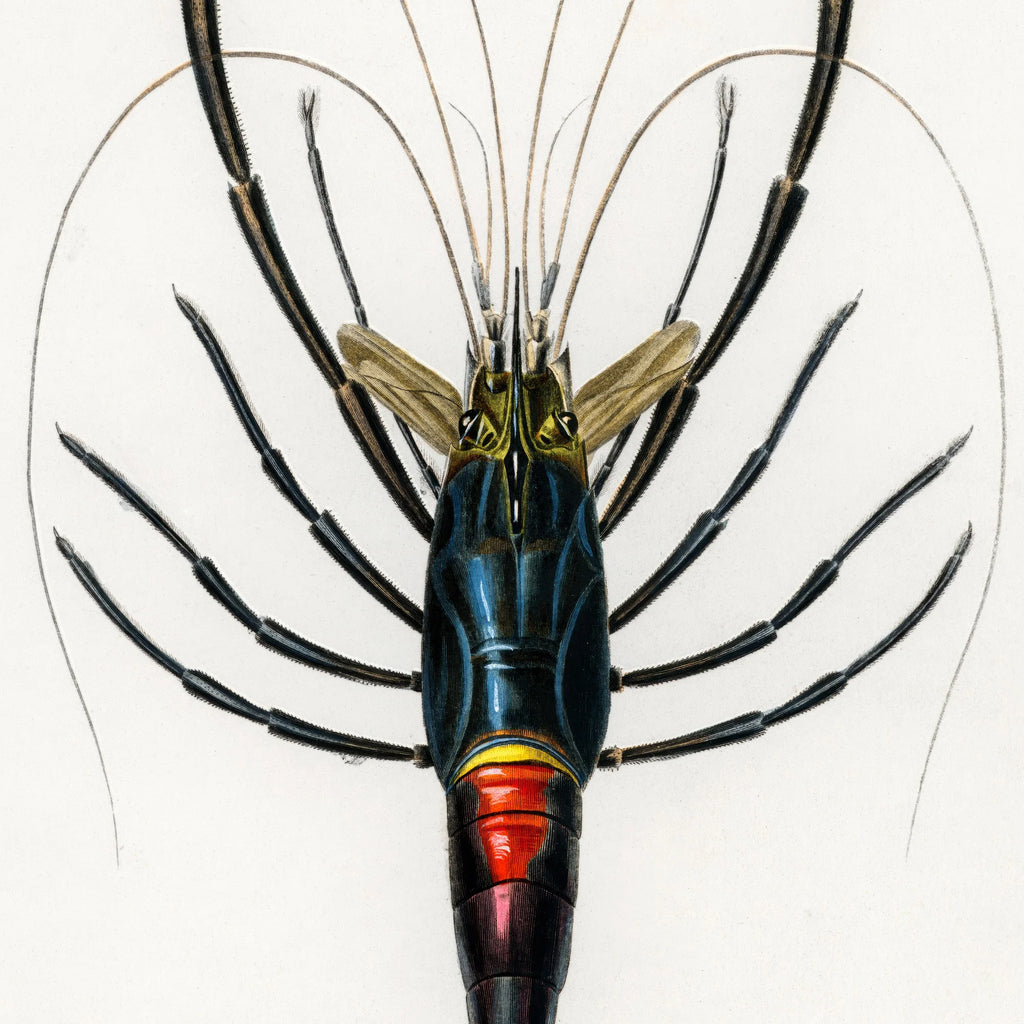 Rød krebs - Naturillustration fra 1892 – billede 4