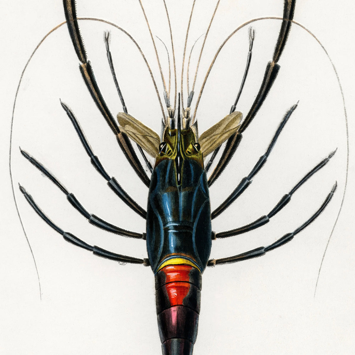 Rød krebs - Naturillustration fra 1892 – billede 4