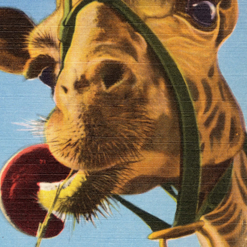 Hi-Ya All - Sarasota, Florida - Vintage postkortplakat – billede 4