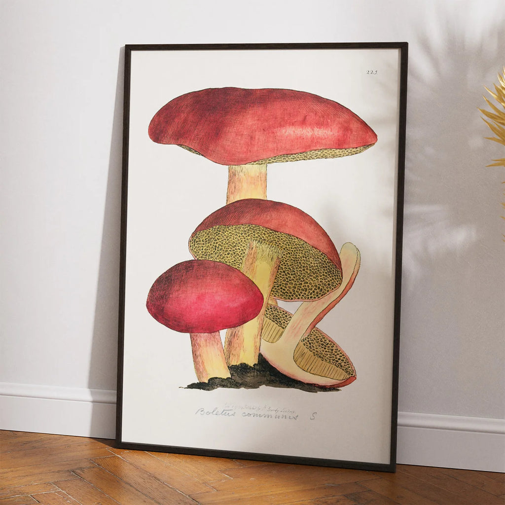 Svampe - Botanisk illustration af James Sowerby fra 1808 – billede 2