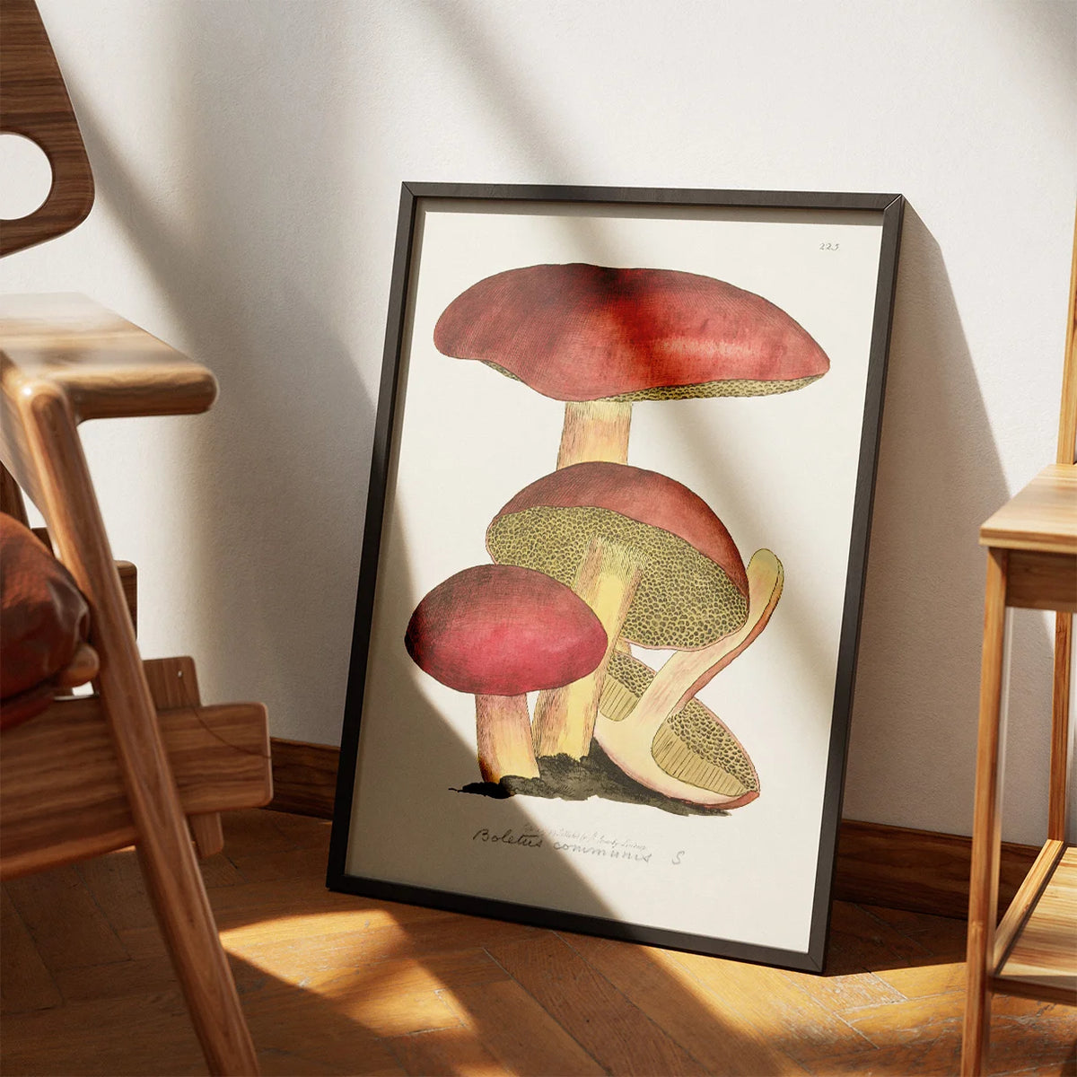 Svampe - Botanisk illustration af James Sowerby fra 1808 – billede 3