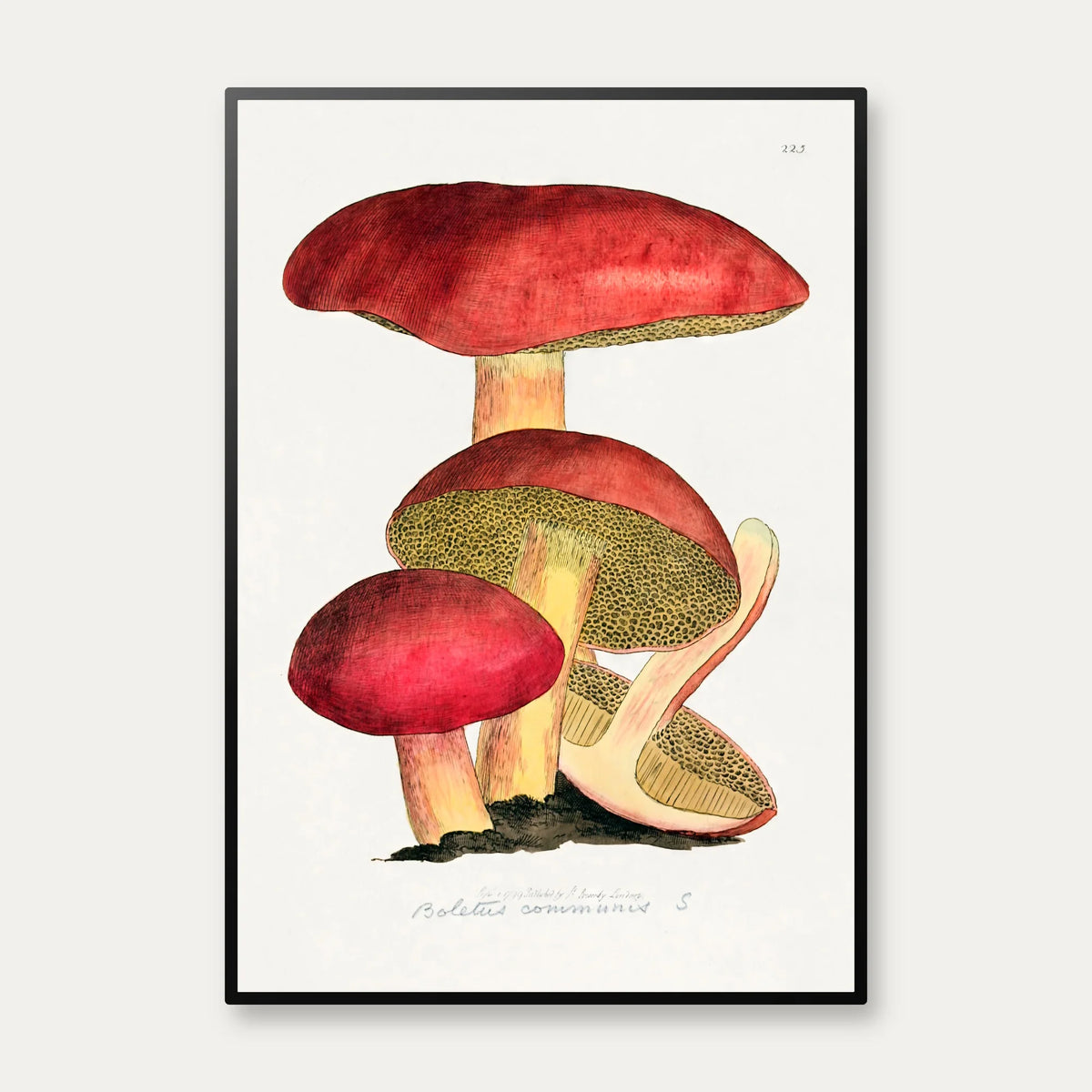 Svampe - Botanisk illustration af James Sowerby fra 1808 – billede 1