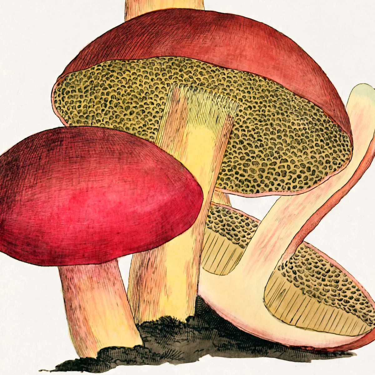 Svampe - Botanisk illustration af James Sowerby fra 1808 – billede 4