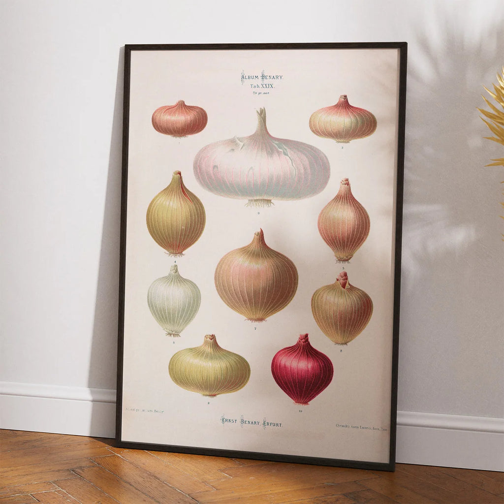 Løg - Botanisk planche af Ernst Benary fra 1880 – billede 2